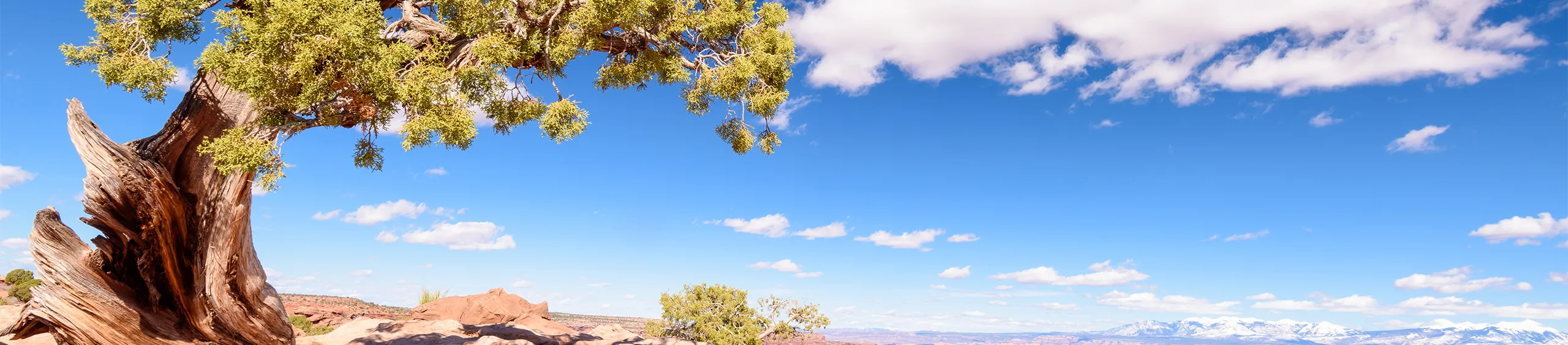 Pet-friendly small home in the desert. in Tucson, AZ, United States Listing Number: 146270